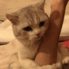萌宠 猫咪 抱大腿 呆萌 可爱