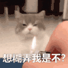 萌宠 猫咪 想糊弄我是不 呆萌 可爱