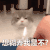 萌宠 猫咪 想糊弄我是不 呆萌 可爱