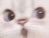 萌宠 猫咪 惊讶 呆萌 可爱