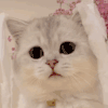 萌宠 猫咪 爱心 呆萌 可爱