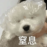 萌宠 狗狗 窒息 呆萌 可爱