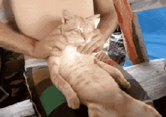 猫咪按摩享受可爱gif动图