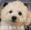 萌宠 汪星人 打工后 眼睛里再没有光了 搞怪 呆萌