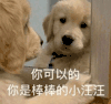 萌宠 狗狗 你可以的你是棒棒的小汪汪 呆萌 可爱