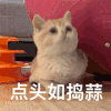 萌宠 猫咪 点头如捣蒜 呆萌 可爱