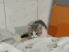 萌宠 猫咪 我来了 可爱 呆萌