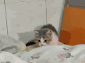 萌宠 猫咪 我来了 可爱 呆萌