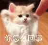 萌宠 猫咪 你怎么回事 呆萌 可爱