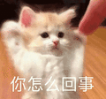 萌宠 猫咪 你怎么回事 呆萌 可爱