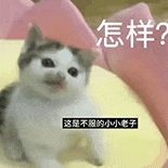 萌寵 貓咪 怎樣 呆萌 可愛