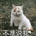 萌宠 猫咪 不准说我 呆萌 可爱