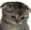 萌宠 猫咪 伤心 呆萌 可爱