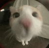 萌宠 猫咪 盯 呆萌 可爱