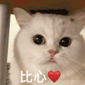 萌宠 猫咪 比心 呆萌 可爱