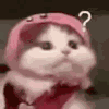 萌宠 猫咪 好奇 呆萌 可爱