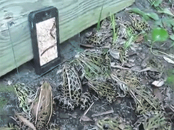 青蛙手机跳起来集体gif动图