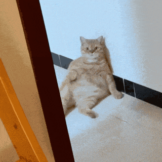 萌宠 猫咪 躺着 呆萌 可爱