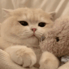 萌宠 猫咪 亲你 呆萌 可爱