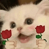萌宠 猫咪 花 呆萌 可爱