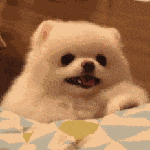 萌宠 狗狗 开心 呆萌 可爱