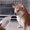 萌宠 狗狗 呲水 呆萌 可爱