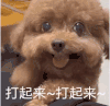 萌宠 狗狗 打起来打起来 呆萌 可爱
