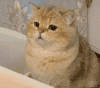 萌宠 猫咪 惊讶 呆萌 可爱