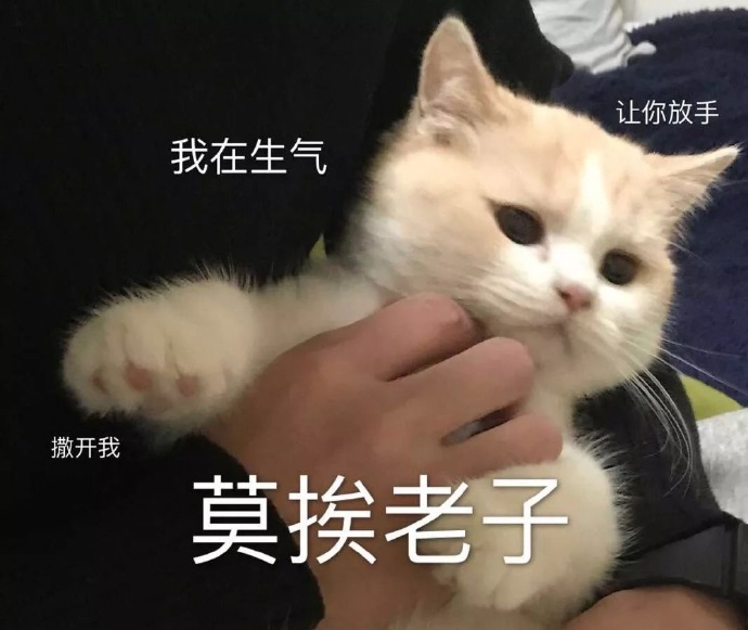 萌宠 猫星人 莫挨老子 搞怪 逗