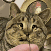 萌宠 猫咪 针 呆萌 可爱