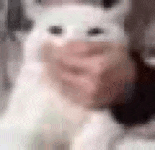萌宠 猫咪 捂嘴 呆萌 可爱