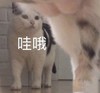 萌宠 猫星人 哇哦 好奇 呆萌 可爱
