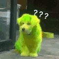 萌宠 狗狗 好奇 呆萌 可爱