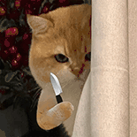 萌宠 猫咪 刀 呆萌 可爱