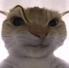 萌宠 猫咪 生气 呆萌 可爱