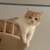 萌宠 猫咪 摆手 呆萌 可爱