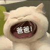 萌宠 猫咪 爸爸 呆萌 可爱