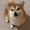 萌宠 狗狗 开心 呆萌 可爱