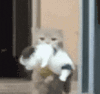 萌宠 猫咪 走 呆萌 可爱