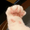 萌宠 猫咪 爪子 呆萌 可爱