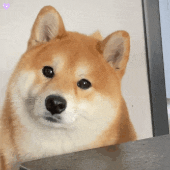 萌宠 狗狗 疑惑 呆萌 可爱