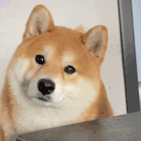 萌宠 狗狗 疑惑 呆萌 可爱