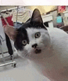 萌宠 猫咪 惊 呆萌 可爱