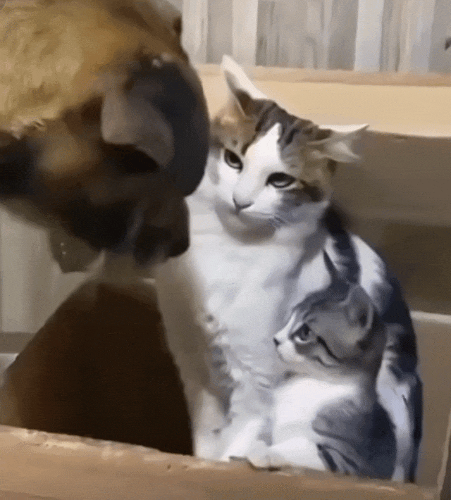 萌宠 猫咪 打 呆萌 可爱