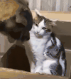 萌宠 猫咪 打 呆萌 可爱