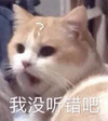 萌宠 猫星人 我没听错吧 惊讶 呆萌 可爱