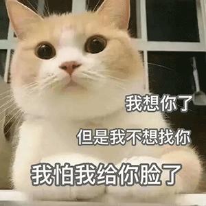 我想你了的表情包猫猫图片