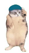 萌宠 猫咪 我来了 呆萌 可爱