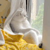 萌宠 猫咪 坐着 呆萌 可爱