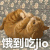 萌宠 猫咪 饿到吃jio 呆萌 可爱